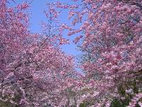 Fruehling in Baden Baden (11) 